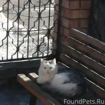 Пропал кот Вася, ул. Пионерская