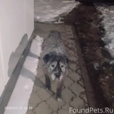 Найден пёс, улица Лазоревая