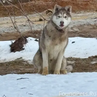 Пропала собака, разные глаза, [место не указано]