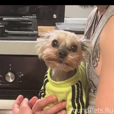 Пропал мини йорк Флеш, Мурманск