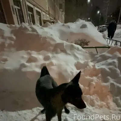 Пропал щенок, чёрный с белыми пятнами, ул. Металлургов