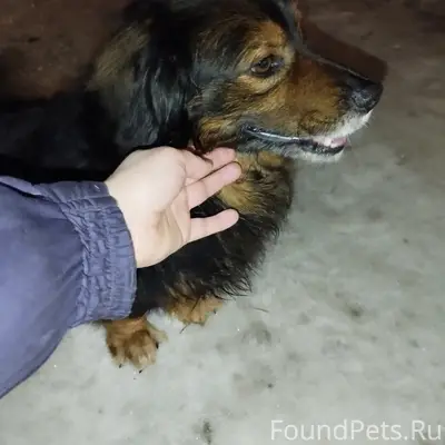 Найден тип собака, Москва, Домодедово