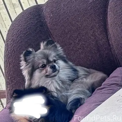 Пропала собака Кася, микрорайон, улица Тимирязева