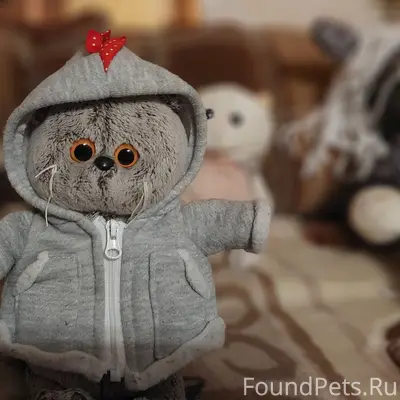 Найден кот Басик, школа