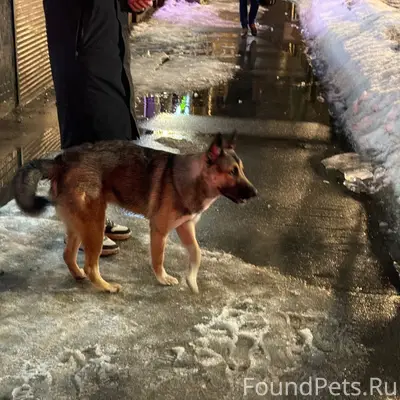 Пропал пёс, Октябрьская