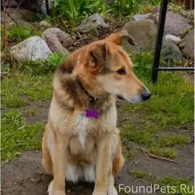 Пропала собака, Липовая гора