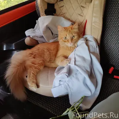 Пропала кошка, 23 солнечная