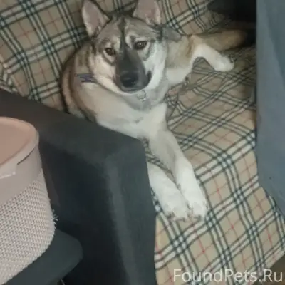 Пропала собака Айза, Череповец