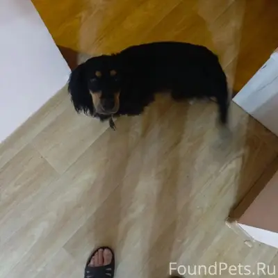 Пропал пёс Дик, Бакалея