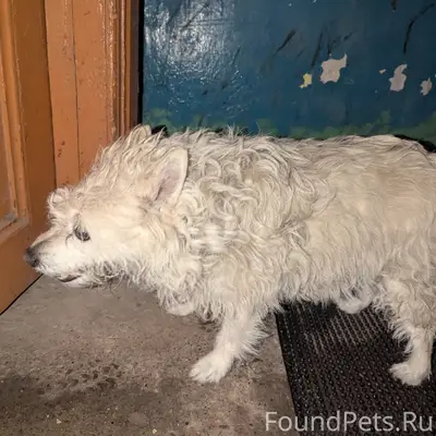 Найден пёс, [место] Садовая 10, Гидроторф