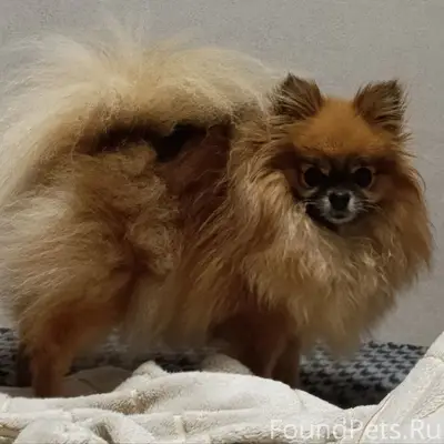 Пропала собака, Росташи