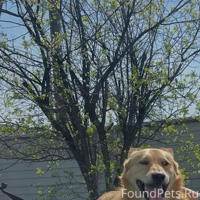 Пропал кобель, хромает