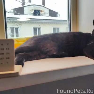 Пропал кот Василий, район нлмк