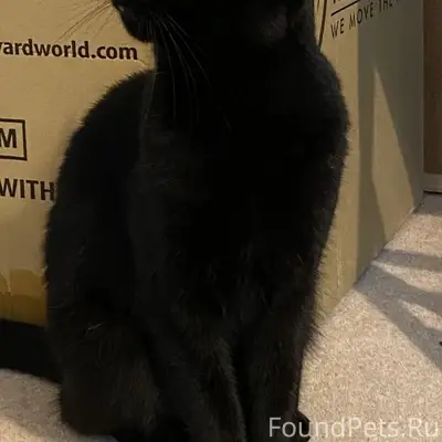 Пропал кот Барсик, переулок Покровский