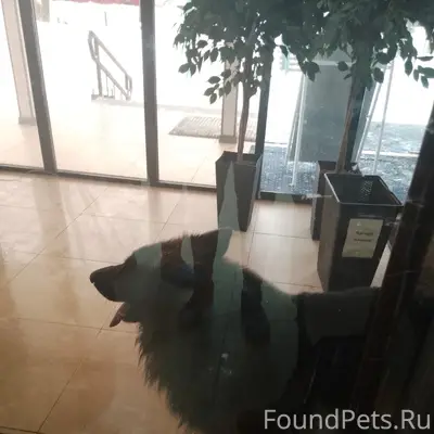 Найден кобель Восточно-Европейской овчарки, рядом с медицинским учреждением