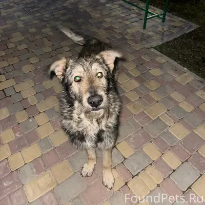 Найден кобель, Севастополь, ул. Горпищенко
