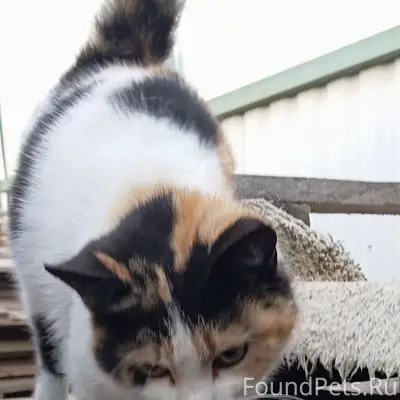 Найдена кошка, район ул. Г. Мельника