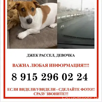 Пропала девочка Джек Рассел, Химки