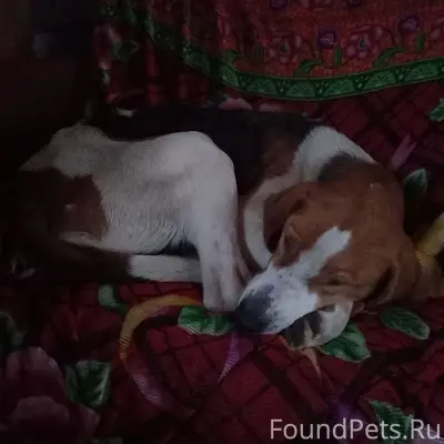 Пропала собака, звоните 89674744527