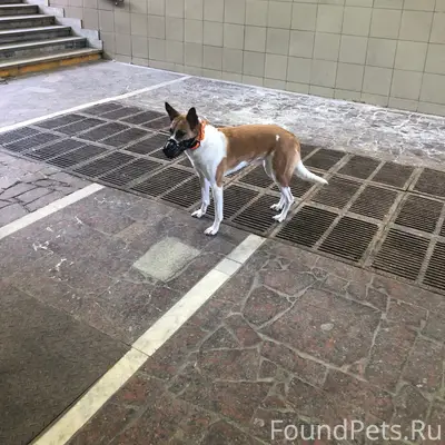 Пропала собака, Волгоград