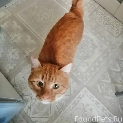 Найден кот, Веденеева 81