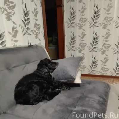 Пропал пёс Филя, улица Школьная