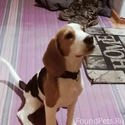 Найден тип собака, Тима, Кирова