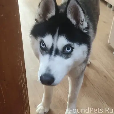 Найден хаски, район парка ВГС