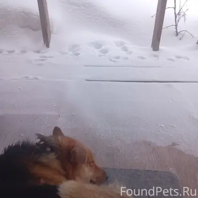 Найден пёс, город, частный сектор