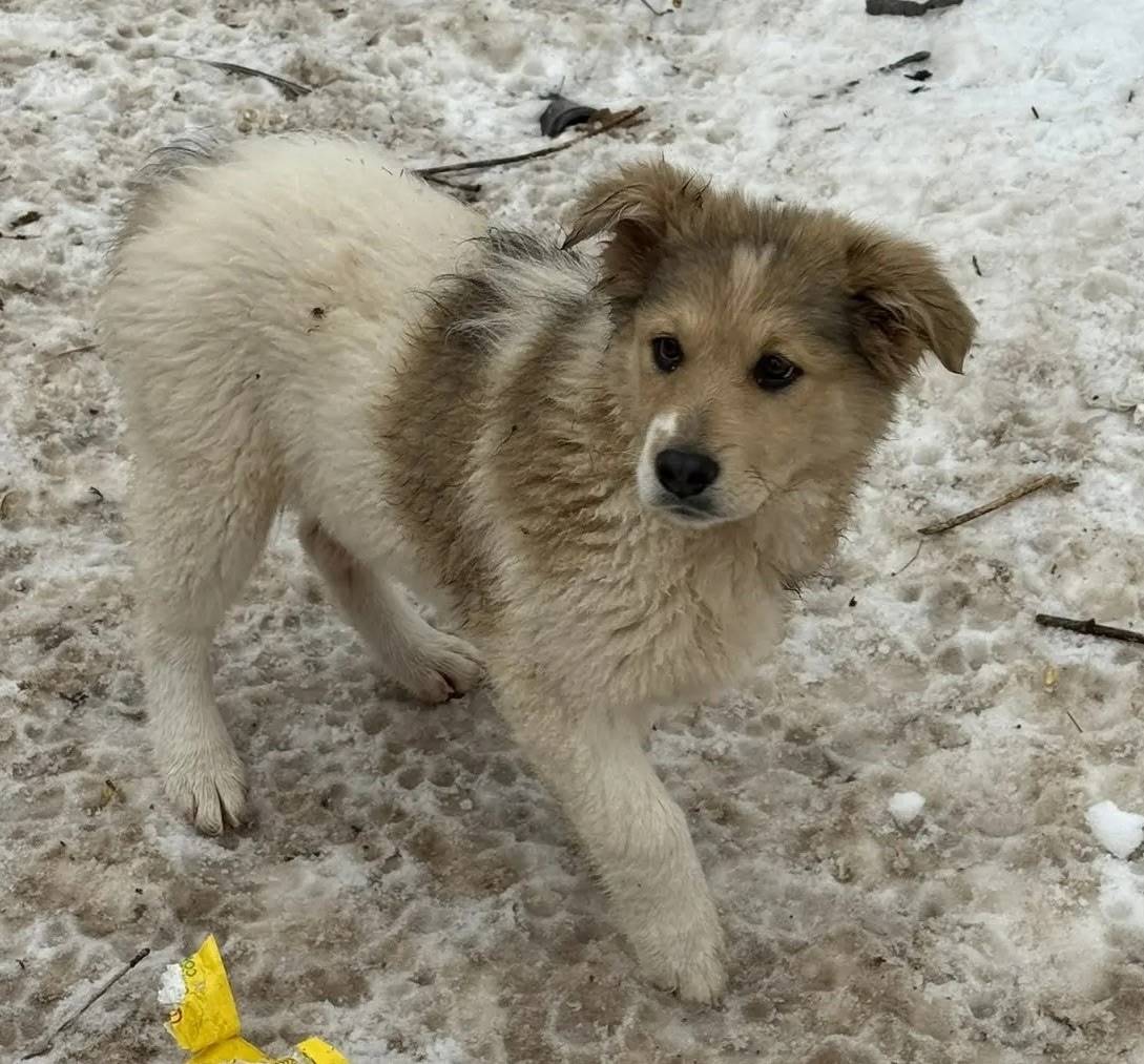 Пропала щенок девочка, Лучка
