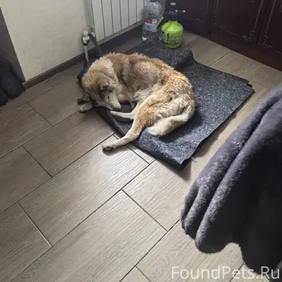 Пропала Западно-сибирская лайка, пос. Пчелина