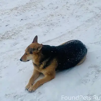 Пропала собака, место последнего вида — Никитский монастырь