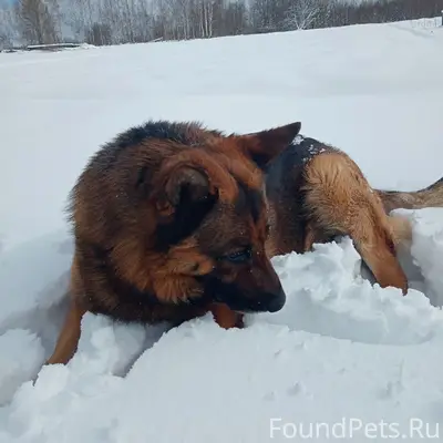 Пропал пес, с. Екимовичи