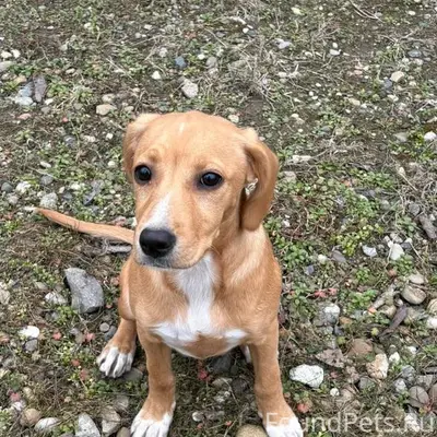 Найден золотистый щенок Шелби, Буденновск