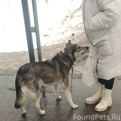 Пропал пёс Рекс, Панковка