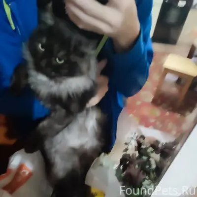 Пропал кот Бонапарт, набережная в старом городе