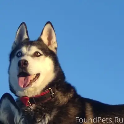 Пропала хаски Алиса, пос. Ставрово