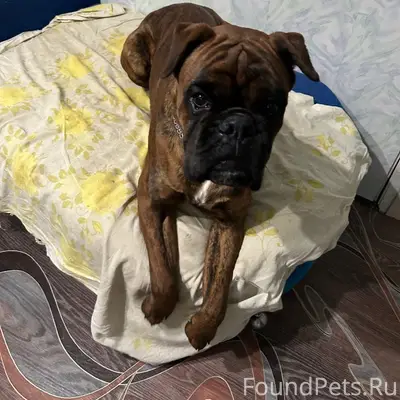 Пропал овчарка Ройс, Чуварлеи