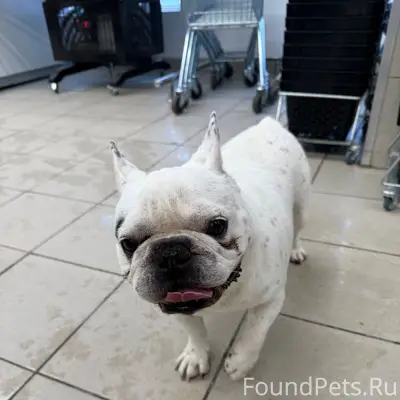 Найден пёс, район неизвестен