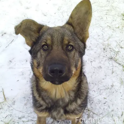 Пропала немецкая овчарка, без клички