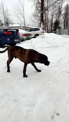 Пропал пёс тигрового окраса, Кузьмолово