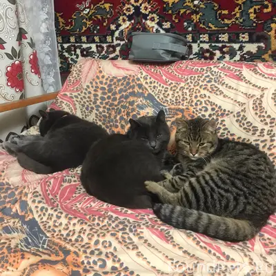 Пропал бенгальский кот, улица Чапаева