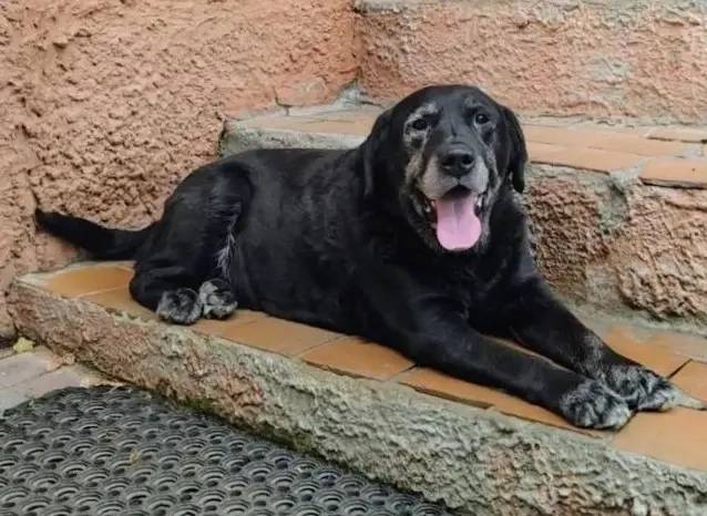 Пропал Лабрадор Райд, район каменного моста