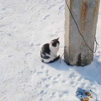 Найден кот, на Агалакова