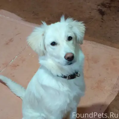 Пропала дворняжка Милка, белый окрас