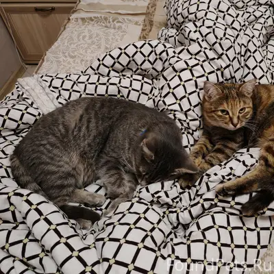 Пропали кошки, рыжая и полосатая, Аксубаево