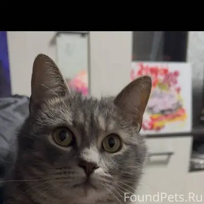 Пропал кот кличка барсик пропа...