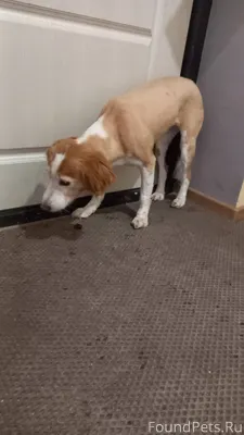 Кто потерял собаку похожая на ...