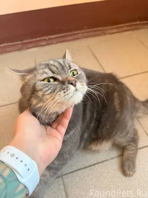 Найден кот,в подъезде Ураева 1...