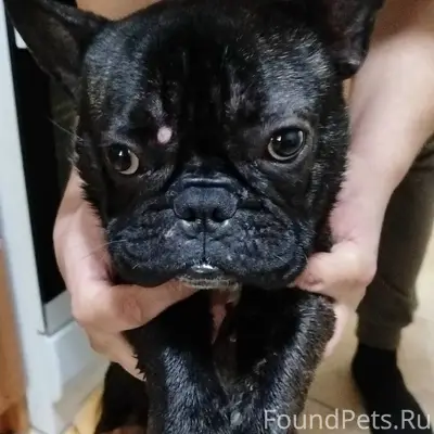 Найдена собака - кобель францу...